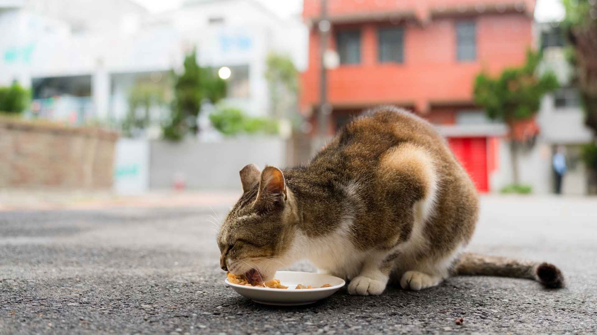 Gato toma dieta blanda